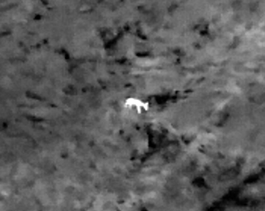 Recherche d'un animal perdu par drone à caméra thermique